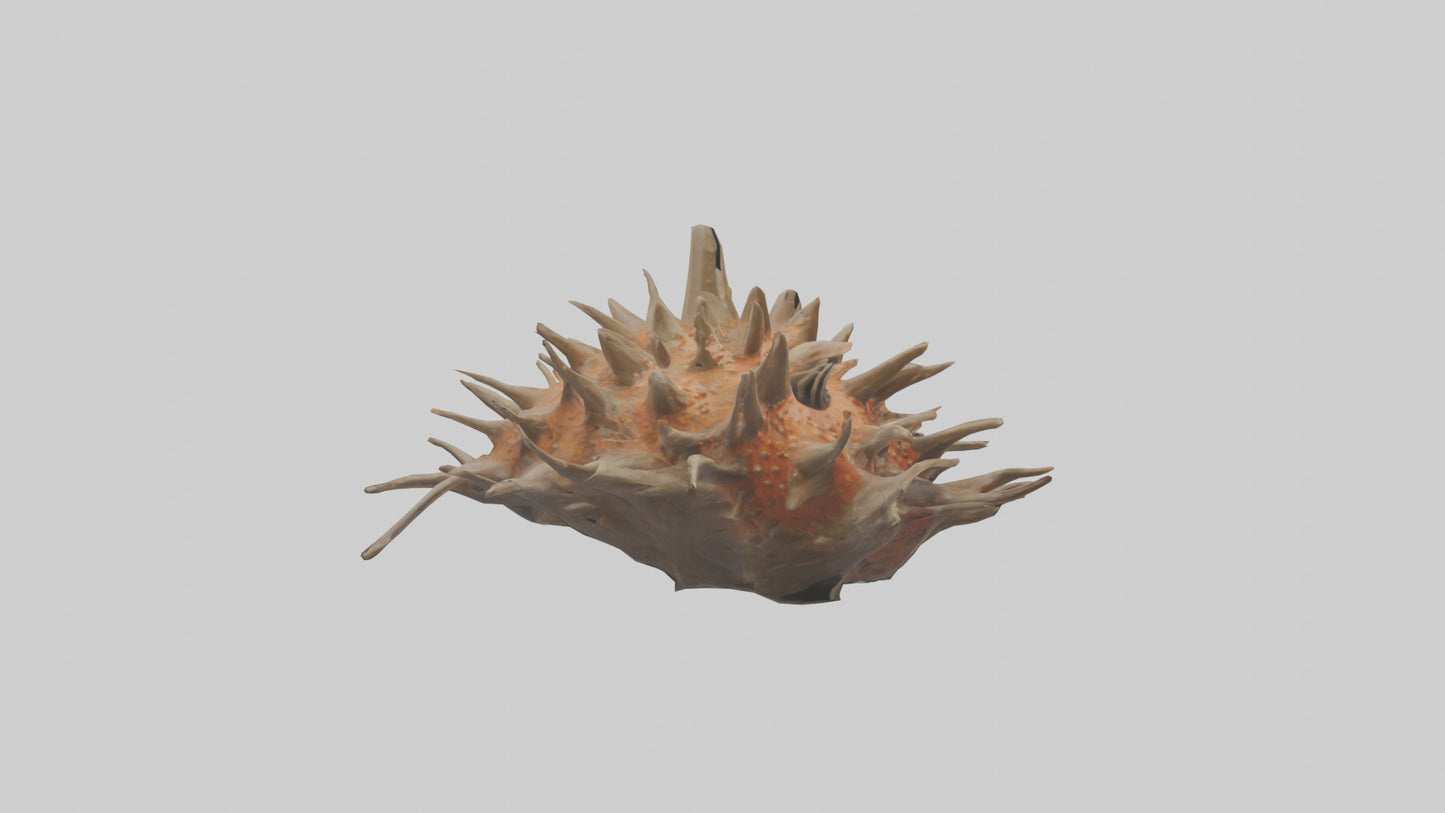 Sea Urchin clinging model 3D model