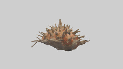 Sea Urchin clinging model 3D model