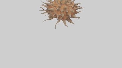 Sea Urchin clinging model 3D model