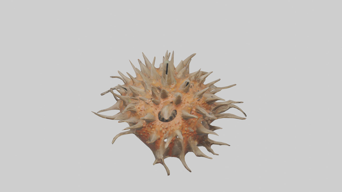Sea Urchin clinging model 3D model