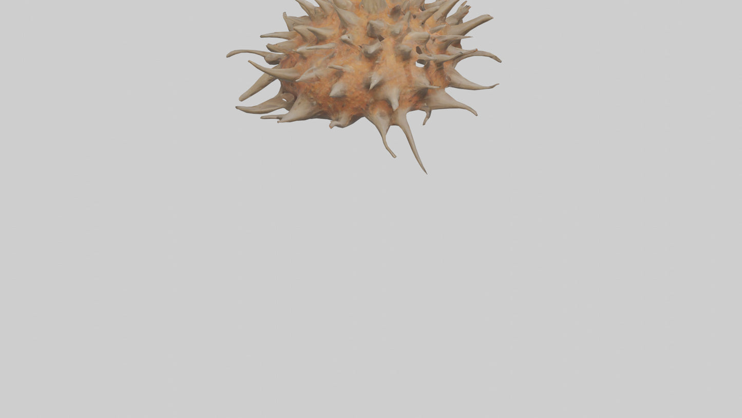 Sea Urchin clinging model 3D model