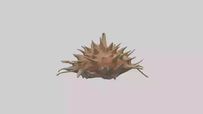 Sea Urchin clinging model 3D model