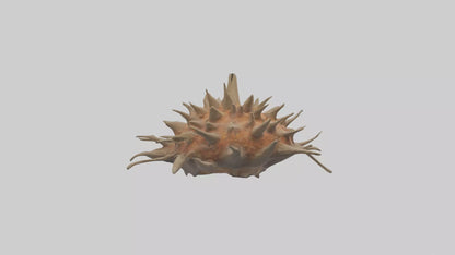 Sea Urchin clinging model 3D model