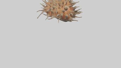 Sea Urchin clinging model 3D model