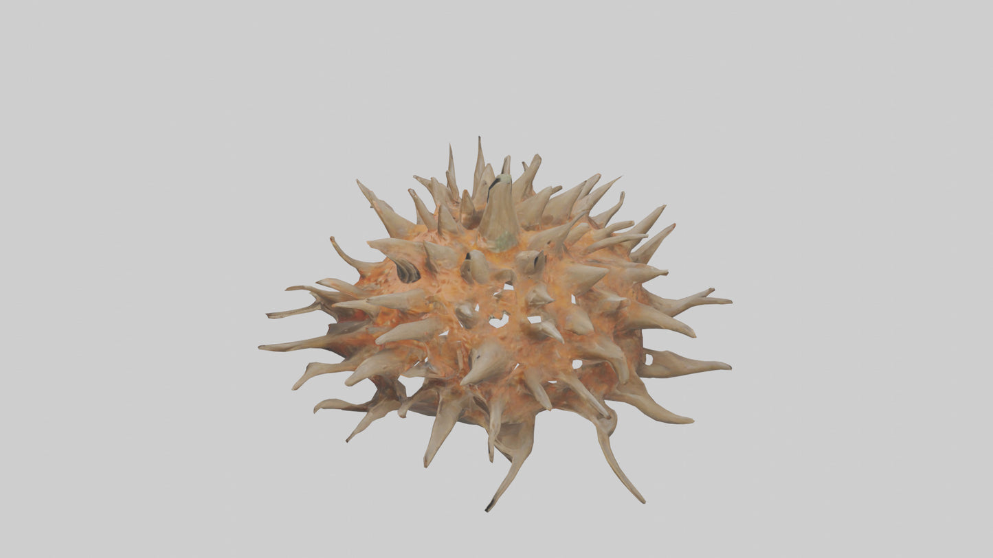 Sea Urchin clinging model 3D model
