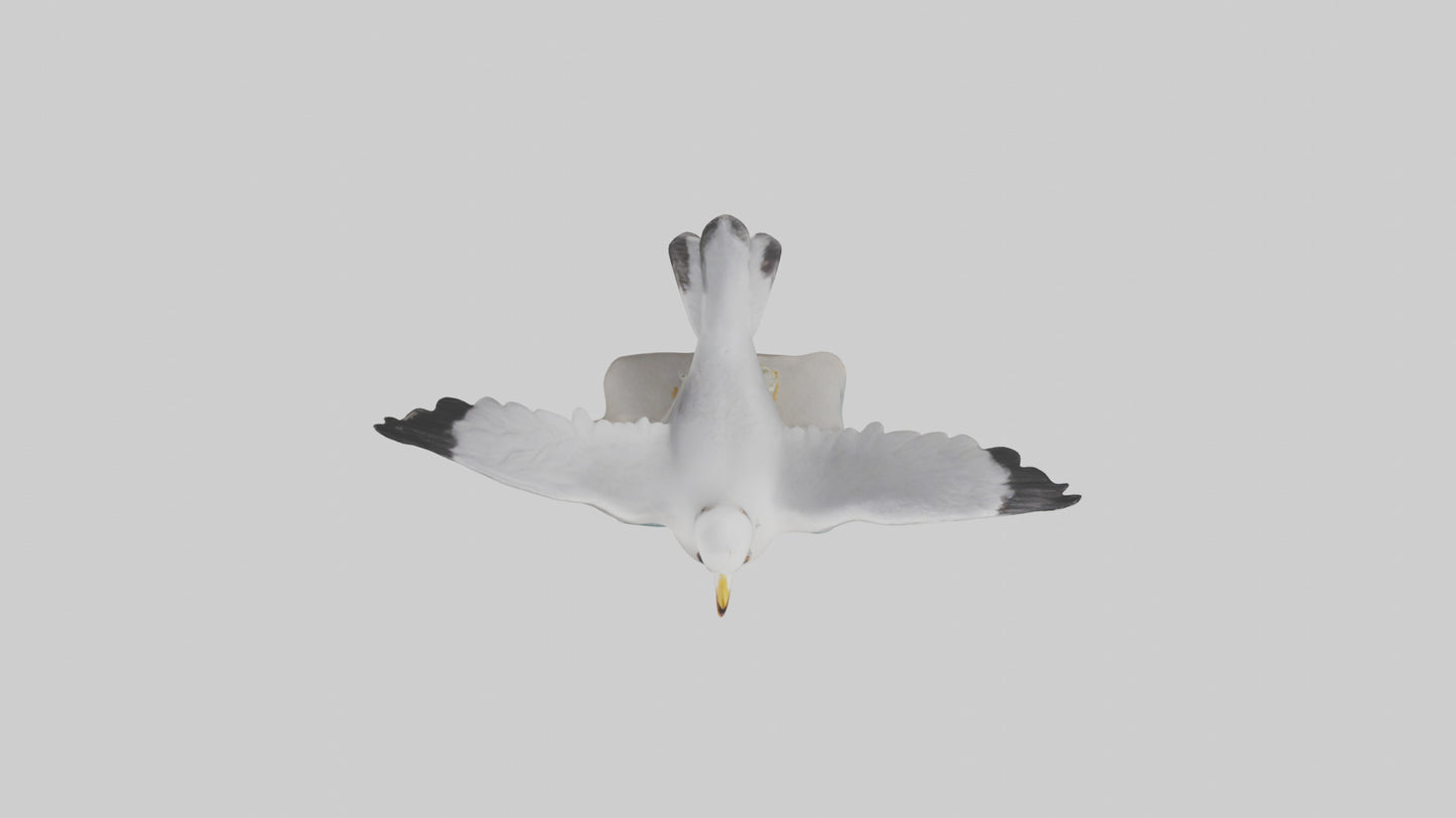Seagull Figurine model VR / AR / low-poly