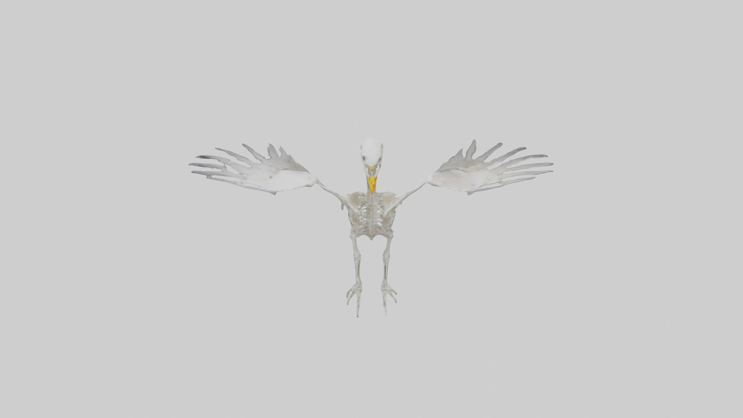 Seagull Skeleton model 3D model