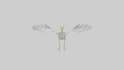 Seagull Skeleton model 3D model
