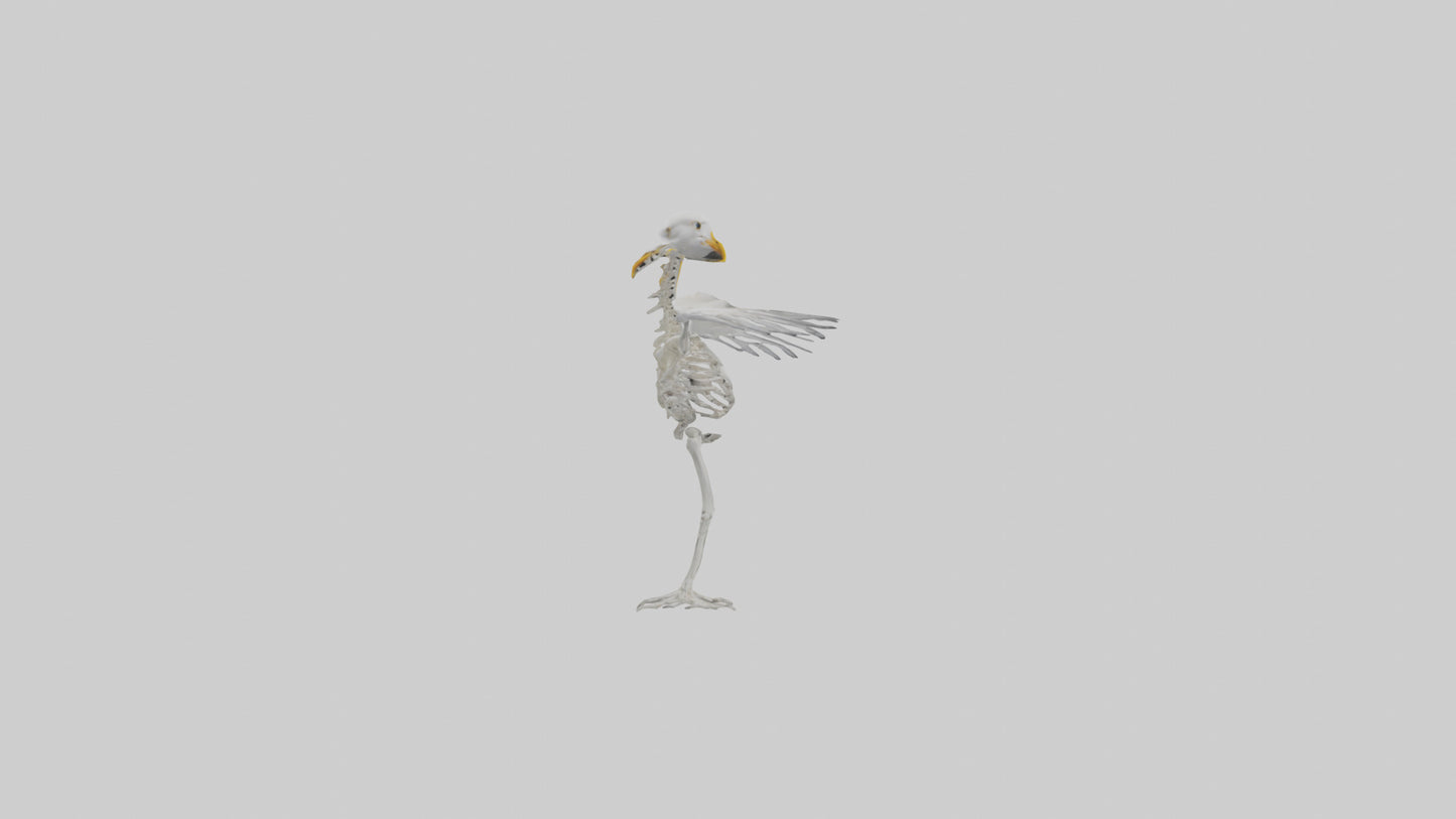 Seagull Skeleton model 3D model