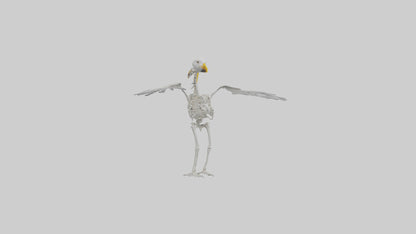 Seagull Skeleton model 3D model