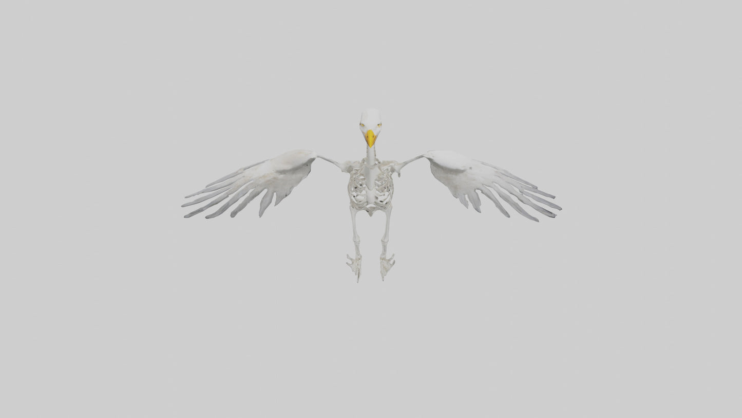 Seagull Skeleton model 3D model