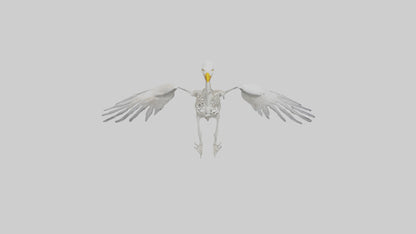 Seagull Skeleton model 3D model