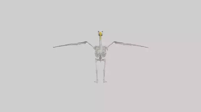 Seagull Skeleton model 3D model