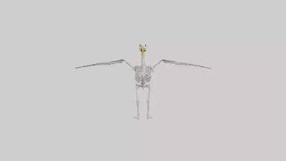 Seagull Skeleton model 3D model