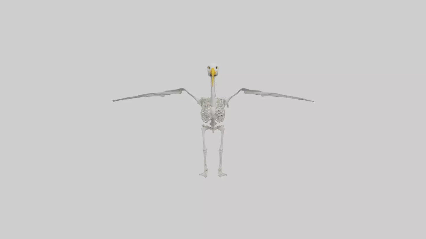Seagull Skeleton model 3D model
