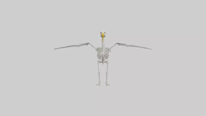 Seagull Skeleton model 3D model