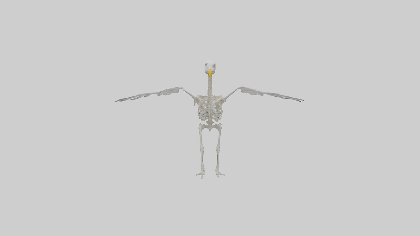 Seagull Skeleton model 3D model