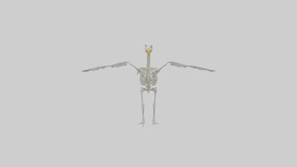 Seagull Skeleton model 3D model