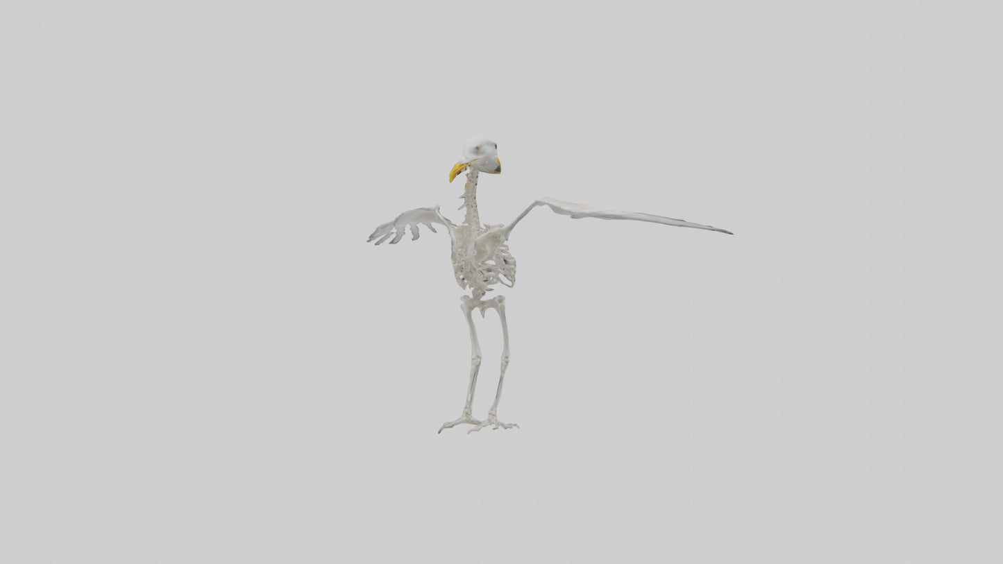 Seagull Skeleton model 3D model