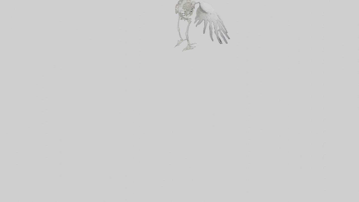 Seagull Skeleton model 3D model
