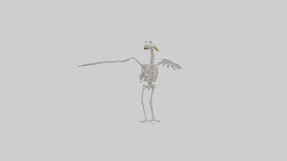 Seagull Skeleton model 3D model