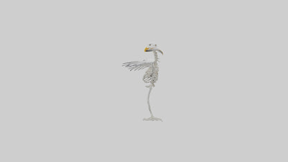 Seagull Skeleton model 3D model
