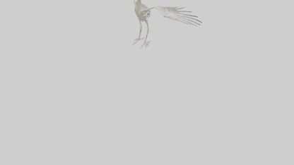 Seagull Skeleton model 3D model