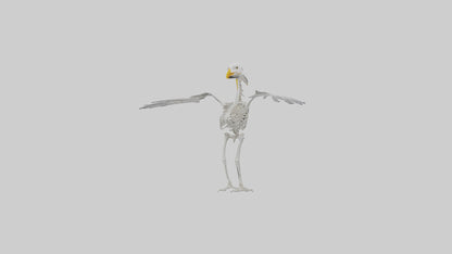 Seagull Skeleton model 3D model