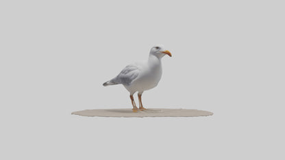 3D model Seagull standing on beach model VR / AR / low-poly