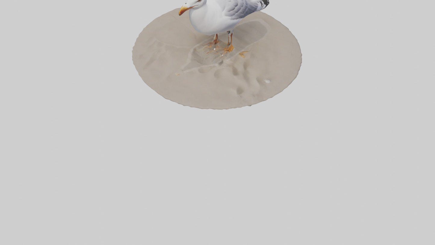 3D model Seagull standing on beach model VR / AR / low-poly