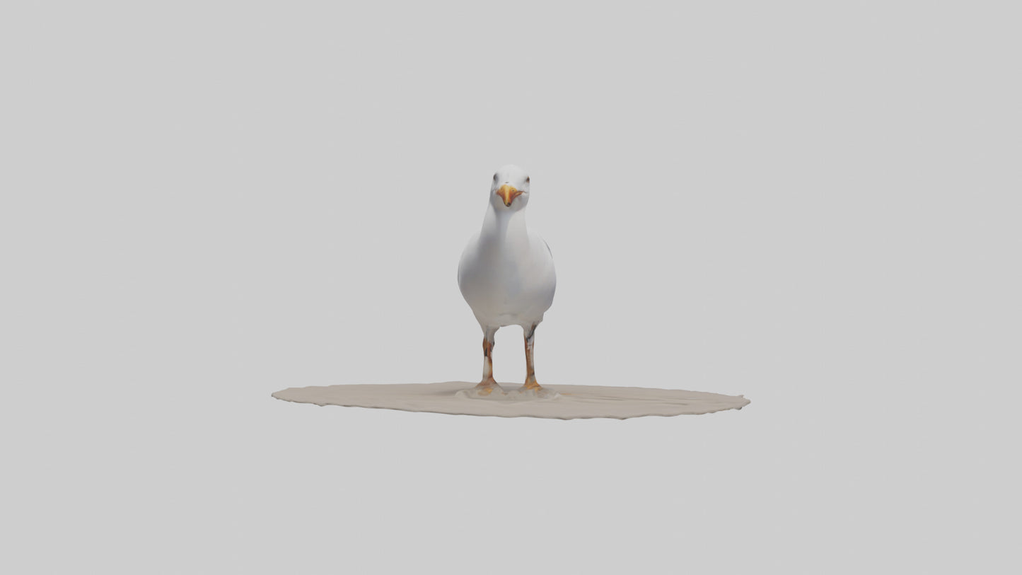 3D model Seagull standing on beach model VR / AR / low-poly