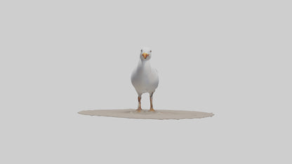 3D model Seagull standing on beach model VR / AR / low-poly