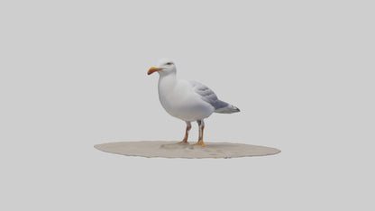 3D model Seagull standing on beach model VR / AR / low-poly