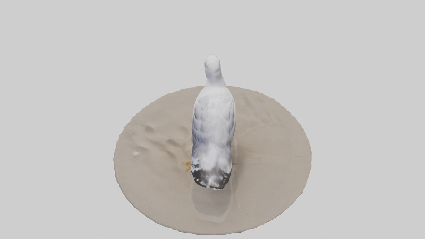 3D model Seagull standing on beach model VR / AR / low-poly