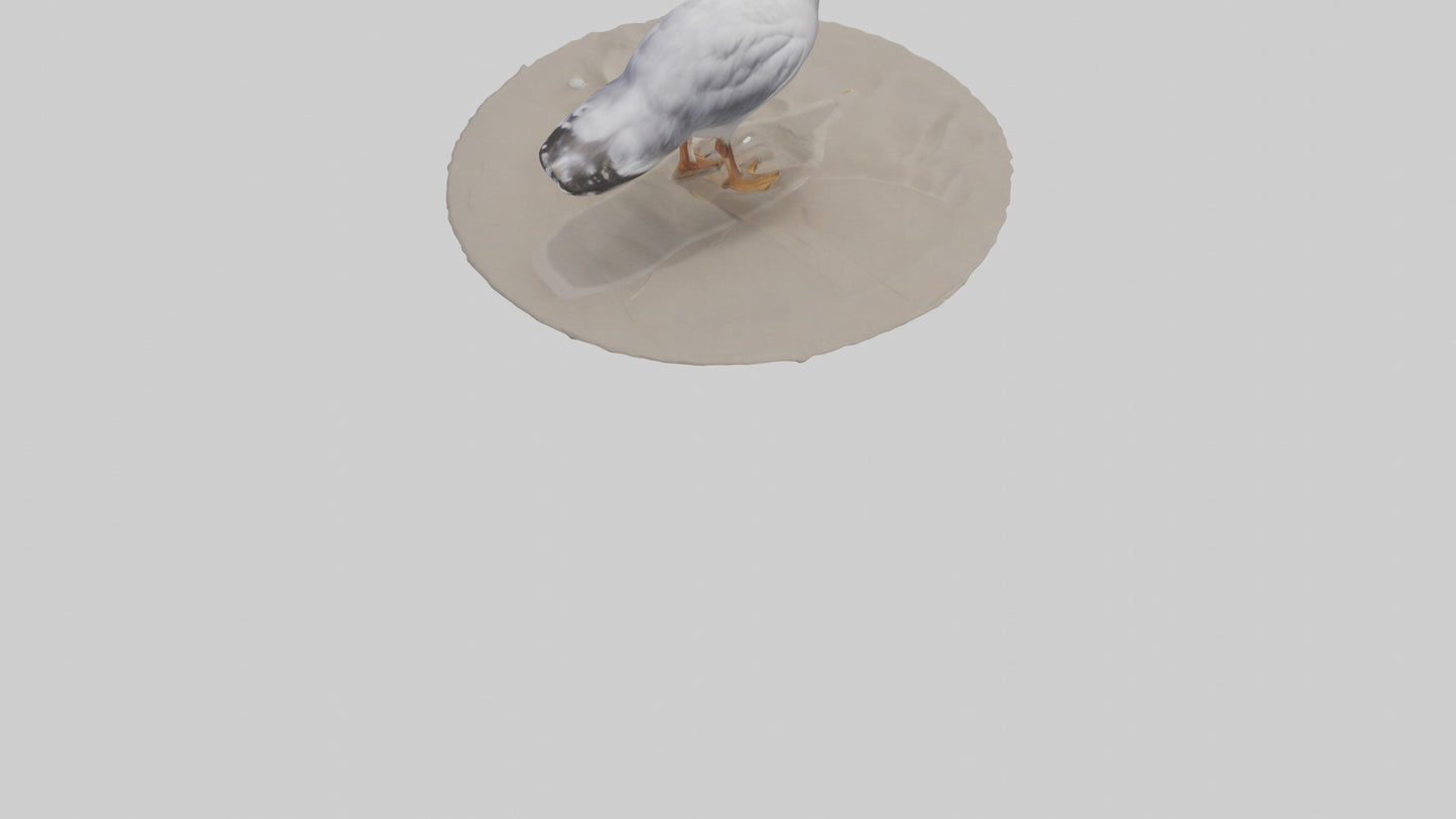 3D model Seagull standing on beach model VR / AR / low-poly
