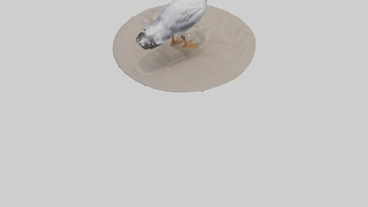 3D model Seagull standing on beach model VR / AR / low-poly