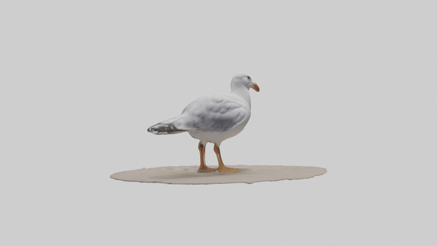 3D model Seagull standing on beach model VR / AR / low-poly