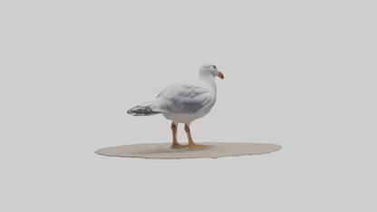 3D model Seagull standing on beach model VR / AR / low-poly