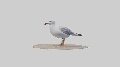 3D model Seagull standing on beach model VR / AR / low-poly