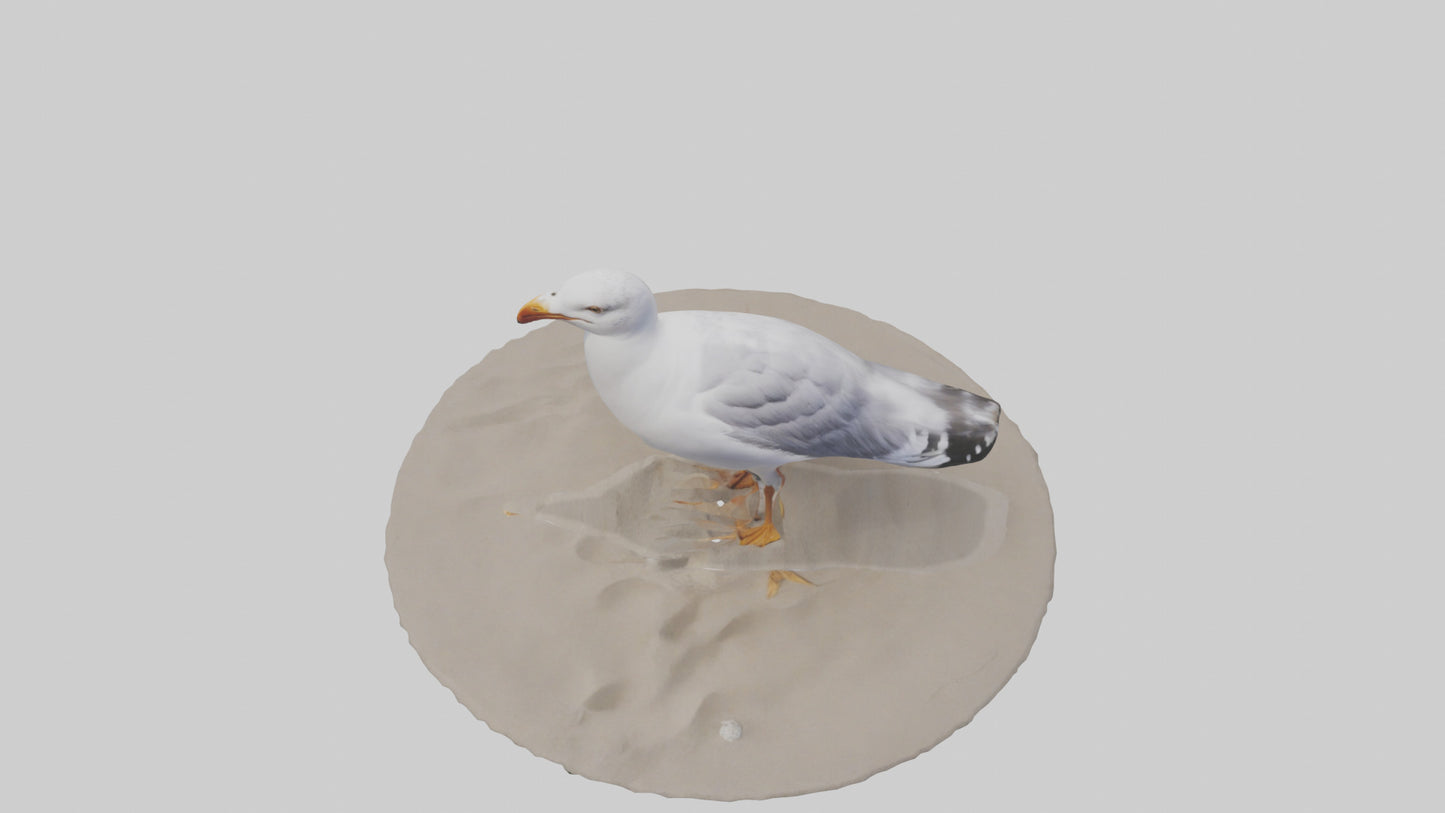 3D model Seagull standing on beach model VR / AR / low-poly
