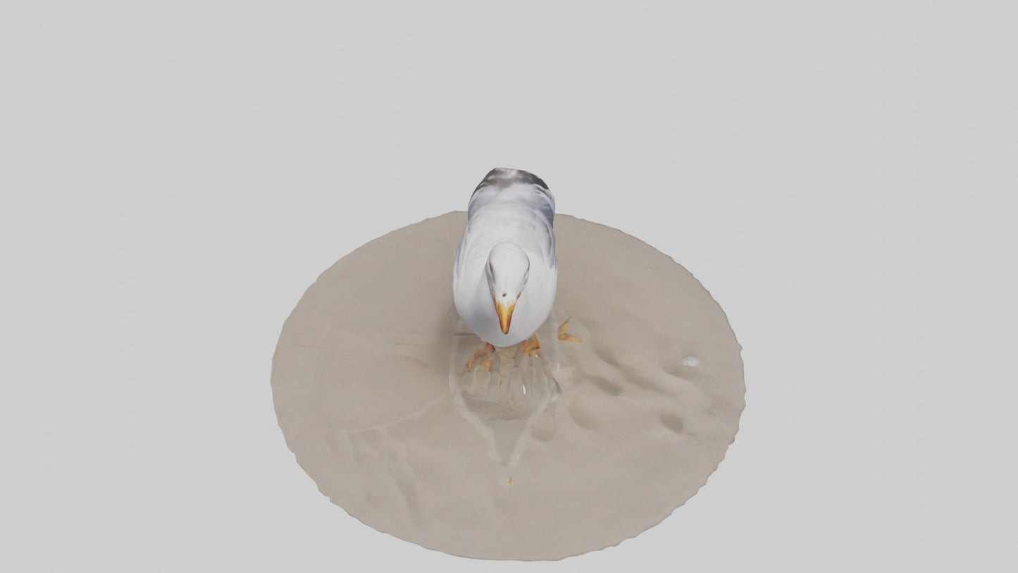3D model Seagull standing on beach model VR / AR / low-poly