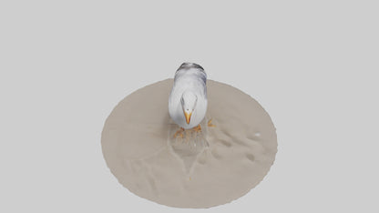 3D model Seagull standing on beach model VR / AR / low-poly
