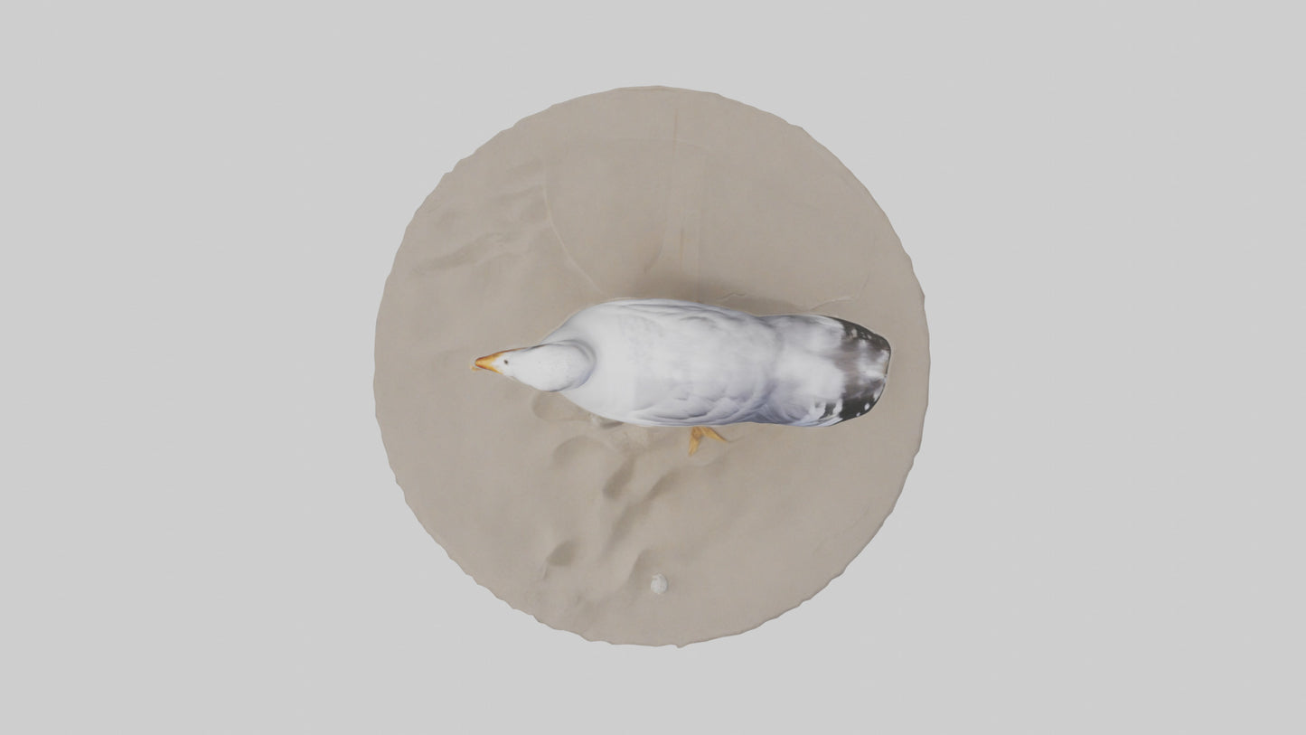 3D model Seagull standing on beach model VR / AR / low-poly