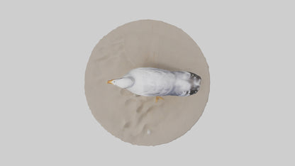 3D model Seagull standing on beach model VR / AR / low-poly