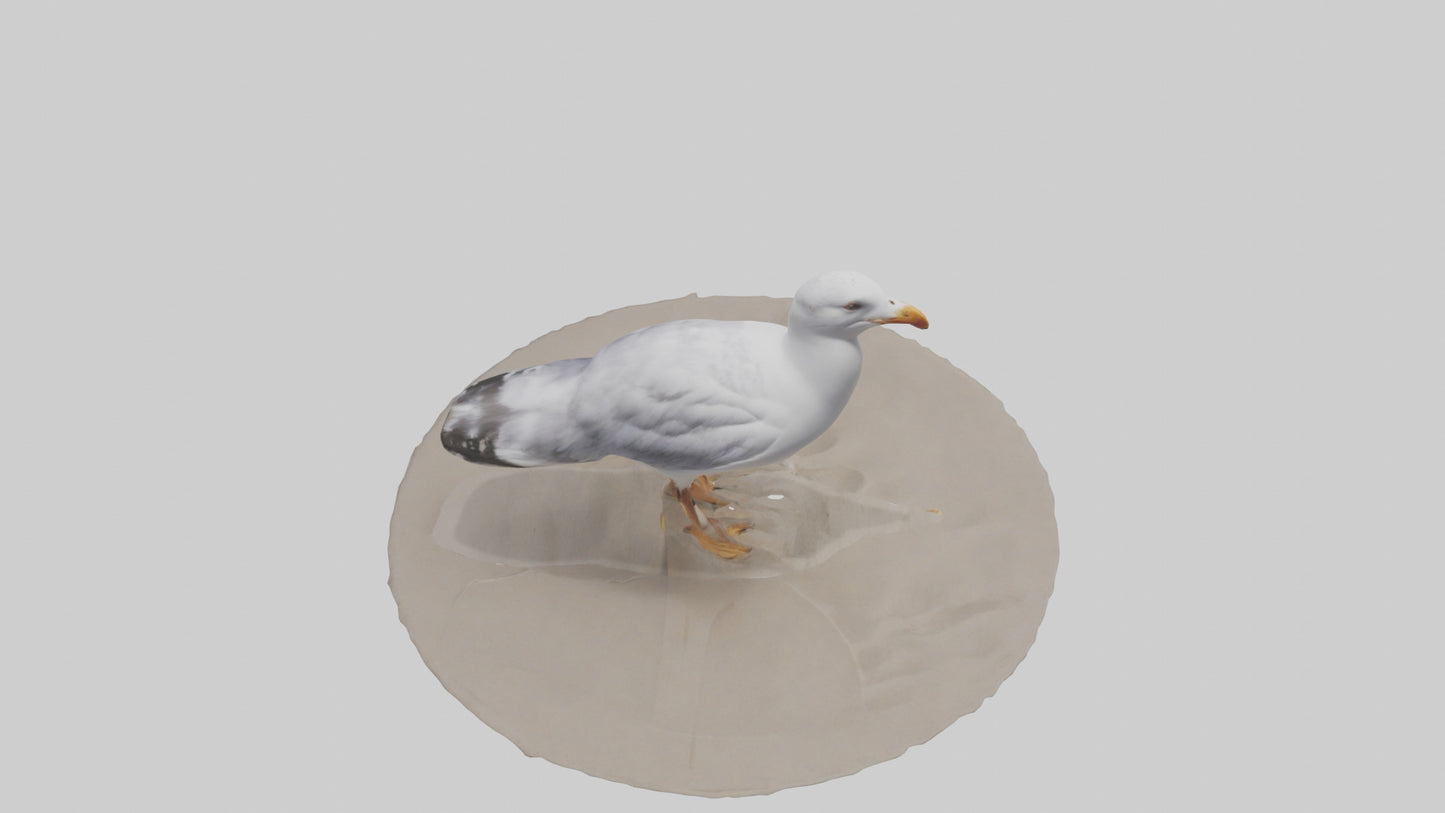 3D model Seagull standing on beach model VR / AR / low-poly