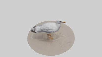 3D model Seagull standing on beach model VR / AR / low-poly
