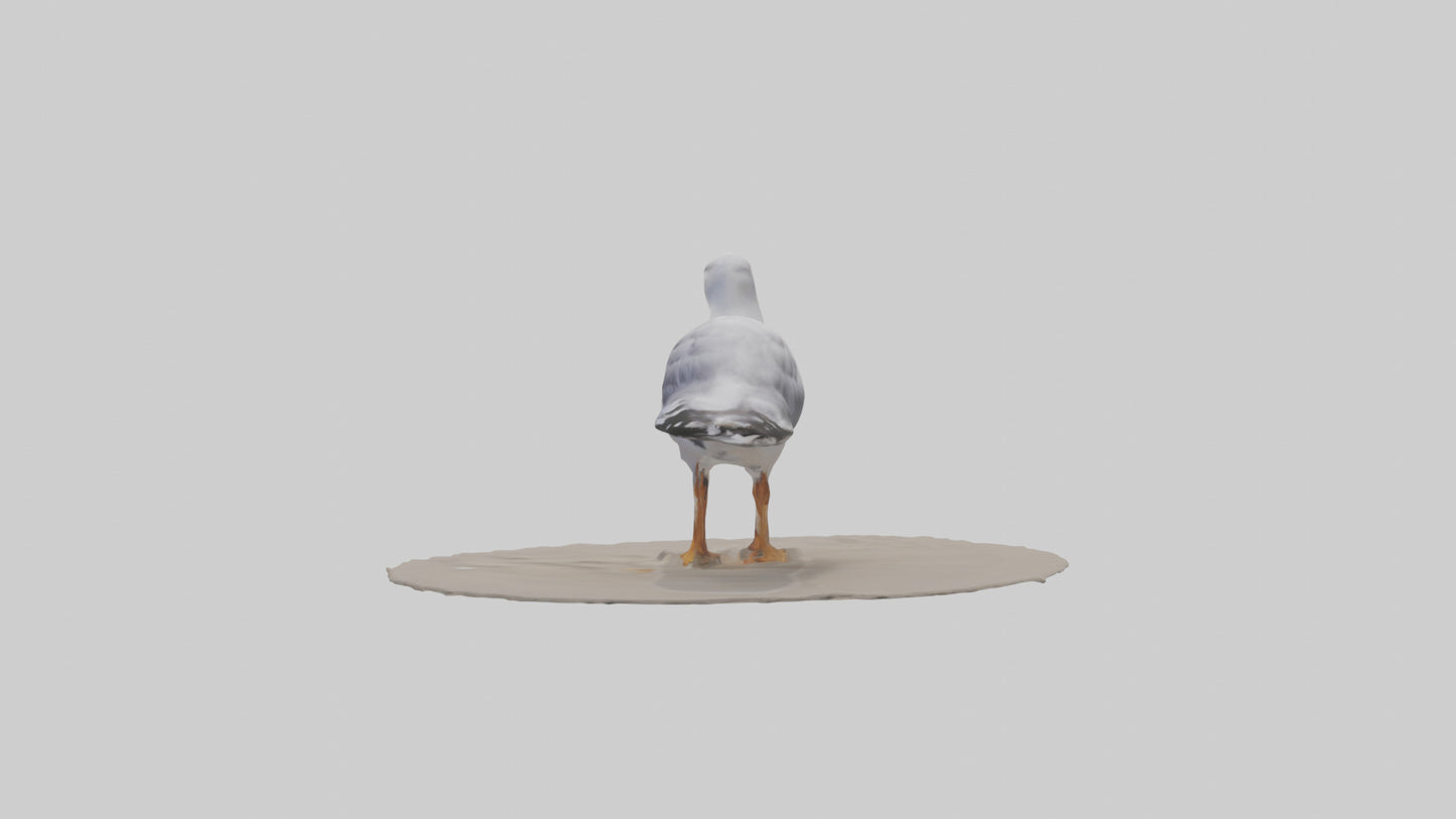 3D model Seagull standing on beach model VR / AR / low-poly