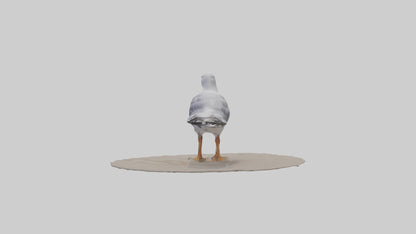 3D model Seagull standing on beach model VR / AR / low-poly