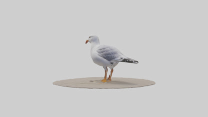3D model Seagull standing on beach model VR / AR / low-poly