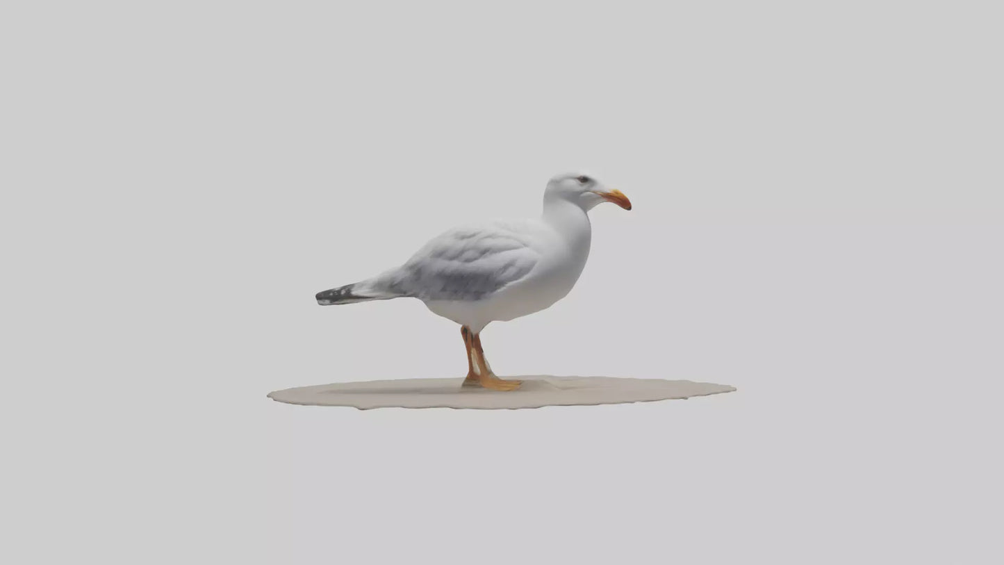 3D model Seagull standing on beach model VR / AR / low-poly
